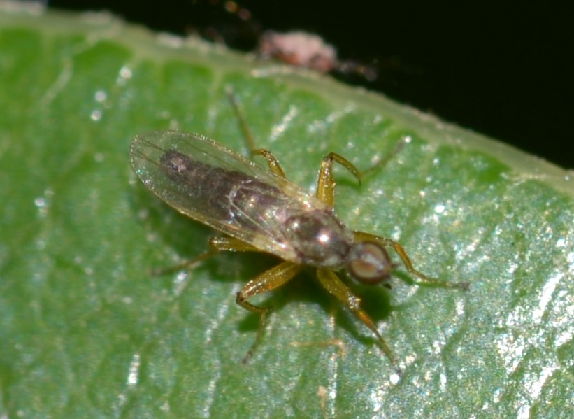 Empididae ? No, Hybotidae: Platypalpus sp.